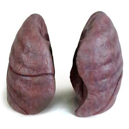 DENOYER-GEPPERT Anatomical Model, Human Lungs-Naturalistic 0193-00